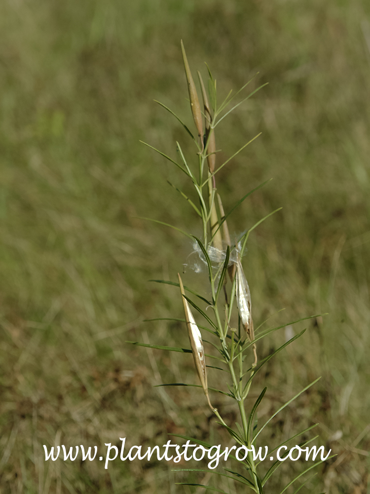Whorled Milkweed (Asclepias verticillata)
Picture was taken in the fall. The slender seed pods (follicles) will split open allowing the fluffy, winged fruit to float away.